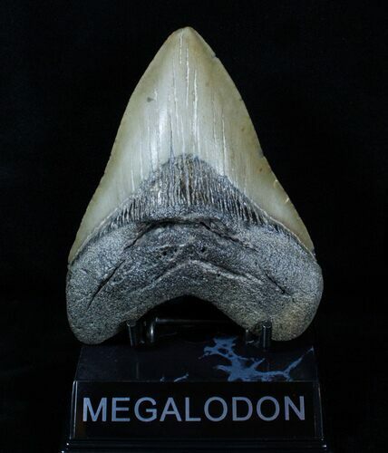 Inch Megalodon Tooth #3788